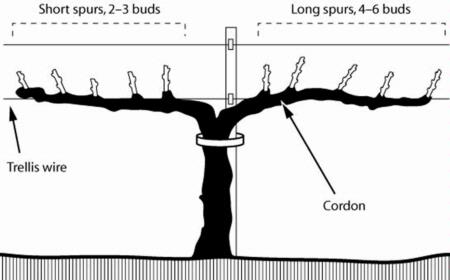Spur Pruning Example